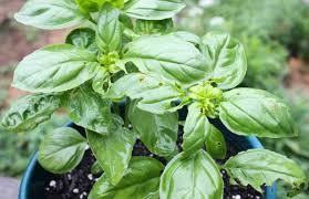 How do you get rid of earwigs in your garden. Earwigs How To Get Rid Of Earwigs Or Pincher Bugs The Old Farmer S Almanac