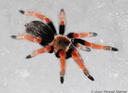 Image result for Meiosperma bracteatum