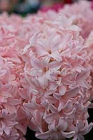 Flowers that start with an h. 8 Flowers Starting With H Ideas Flowers Summer Hydrangeas Spring Peony