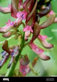 Image result for Indigofera lydenburgensis
