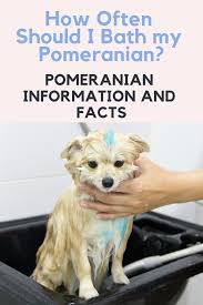 How Often Should I Bath My Pomeranian In 2020 Pomeranian Puppy Pomeranian Dog Puppy Grooming