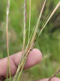 Image result for Andropogon fastigiatus
