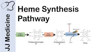 Image result for Heme