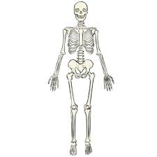 How To Draw A Skeleton - Easy Drawing Art