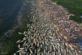 Akan tetapi dalam kondisi tertentu, beban sungai bisa terlalu berat. Di Lebanon Puluhan Ton Ikan Mati Terdampar Bau Busuk Menguar Halaman All Kompas Com