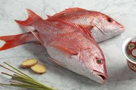 Check spelling or type a new query. Harga Ikan Kakap Putih Per Kilo Tempat Jual Ikan Kakap Putih Per Kg