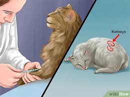 Do you wonder how to know if your cat is cold? 3 Ways To Treat A Cat With A Cold Wikihow