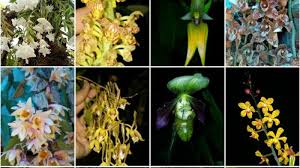 Bunga anggrek, khususnya yang berwarna putih, melambangakan. 200 Jenis Anggrek Khas Mamasa Mulai Dijajakan Di Lapak Online Indonesia Tribun Timur