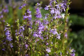 Image result for Lobelia thermalis