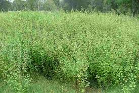 Image result for Sida rhombifolia
