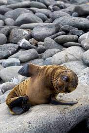 Baby Sea Lion Baby Sea Lion Animals Beautiful Sea Lion