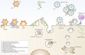 Recent decades have brought major advances in understanding the complex interactions between the microbes that cause disease. Antibody Responses To Viral Infections A Structural Perspective Across Three Different Enveloped Viruses Nature Microbiology