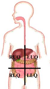 Anatomy quadrants & regions learn by taking a quiz. Dissector Answers Abdominal Wall And Inguinal Region