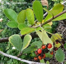 Image result for Cordia monoica