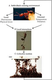 Social insects and beyond: The physics of soft, dense invertebrate  aggregations - Olga Shishkov, Orit Peleg, 2022