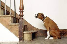 He is afraid of slipping, falling, and hurting himself. What To Do If Your Dog Is Scared Of Stairs