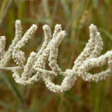 Image result for Sporobolus spicatus