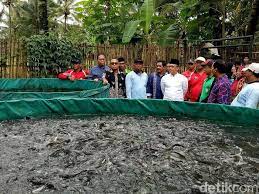 Cara membuat pakan alami ikan tawar pada kolam tanah berupa plankton dipadukan dengan magot dari proses permentasi pakan ikan sebelumnyabahan bahan. Banyuwangi Galakkan Budidaya Ikan Air Tawar Dengan Kolam Terpal