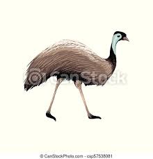 Maybe you would like to learn more about one of these? Australian Vector Animal Australian Animal Ostrich Emu In Flat Style Isolated On White Background Symbol Of Australia Canstock