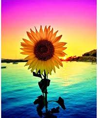 We hope you enjoy our growing collection of hd images to use as a background or home screen for your please contact us if you want to publish a sunflower phone wallpaper on our site. Amazon Com Diy 5d Diamond Painting Kits For Adults Kids Colorful Sunflower Painting Cross Stitch In 2021 Sunflower Painting Sunflower Pictures Sunflower Wallpaper