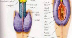 A compression balloon is in the vagina. How To Change Gender Without Surgery Women Bytes