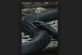 Black people have higher rates of obesity, diabetes, and hypertension than the u.s. If You Dream Of A Black Snake Then Be Happy These Are Signals Newstrack English 1