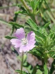 Image result for Monsonia angustifolia
