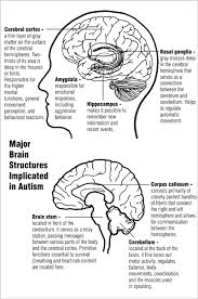 causes of autism wikipedia