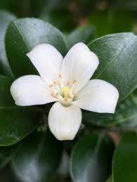 Image result for Murraya paniculata