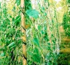 We would like to show you a description here but the site won't allow us. Vietnamese Jello Plant Tiliacora Triandra