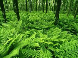Sesetengah paku pakis mempunyai nilai estitikanya yang tersendiri kerana mempunyai bentuk dan. Satu Lagi Keistimewaan Pokok Paku Pengawalan Jantina Myrokan