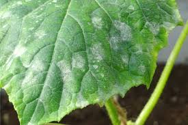 Mildew is a powdery surface mold commonly found in bathrooms (in grout lines and on neglected shower curtains), on damp walls, and on outdoor surfaces. Powdery Mildew In The Garden Attainable Sustainable
