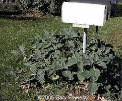 Image result for Datura inoxia