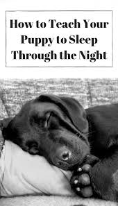 How to handle your puppy's first night at home. How To Teach Your Puppy To Sleep Through The Night Pbs Pet Travel