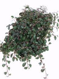 Media in category cotoneaster dammeri the following 63 files are in this category, out of 63 total. Cotoneaster Dammeri Radicans Immergrune Teppich Zwergmispel Haussermann Stauden Und Geholze