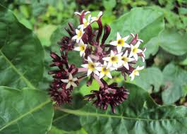 Image result for Chassalia umbraticola