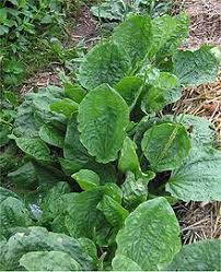 Maybe you would like to learn more about one of these? Daun Sendok Wikipedia Bahasa Indonesia Ensiklopedia Bebas