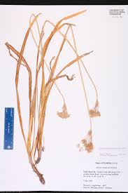 Image result for Nothoscordum borbonicum