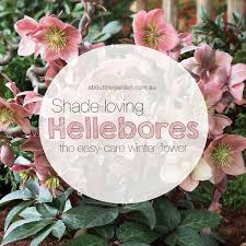 Azaleas are flowering shade shrubs that are part of the genus rhododendron. Shade Loving Hellebores The Easy Care Winter Flower About The Garden Magazine