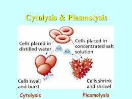Osmotic Burst Of Blood Cells - Youtube