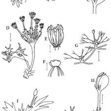 Image result for Tristicha