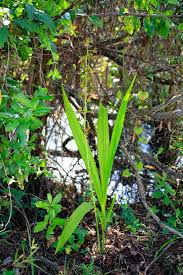 Image result for Eulophia