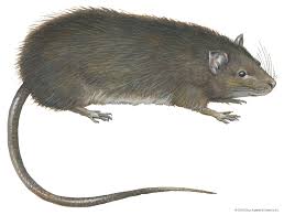 Bandicoot Rat Rodent Britannica