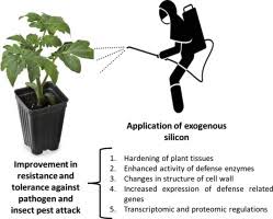 See contact information and details about dean pest control. Silicon Mediated Plant Defense Against Pathogens And Insect Pests Sciencedirect