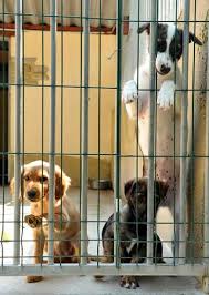Il y en a 24 disponibles sur indeed.com, le plus grand site d'emploi mondial. Villevaude Associatif Villevaude La Fondation Assistance Aux Animaux