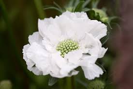 Image result for Harveya alba