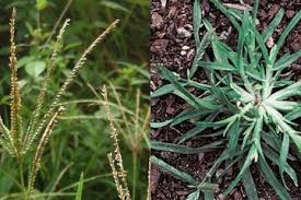 Maybe you would like to learn more about one of these? Nyesel Selama Ini Mencabut Dan Membuang Rumput Teki Begitu Saja Ternyata Kaya Manfaat Hingga Sembuhkan Kanker Semua Halaman Nakita