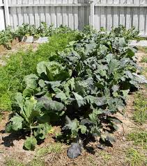 How to dig a garden bed. How To Double Dig A Garden Bed