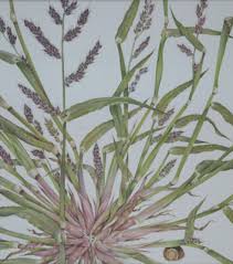 Image result for Echinochloa