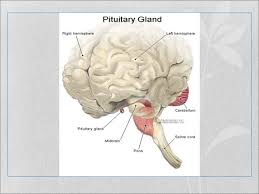 Can Meditation Increase Your Height Naturally After 18?